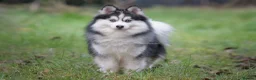 Pomsky dogs for stud: F3 Stud silver/white, 6.8kg, ready soon - Advert 2