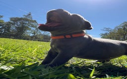 Staffordshire Bull Terrier dogs for sale: Staffordshire Bull Terrier puppies or sale - Advert 4