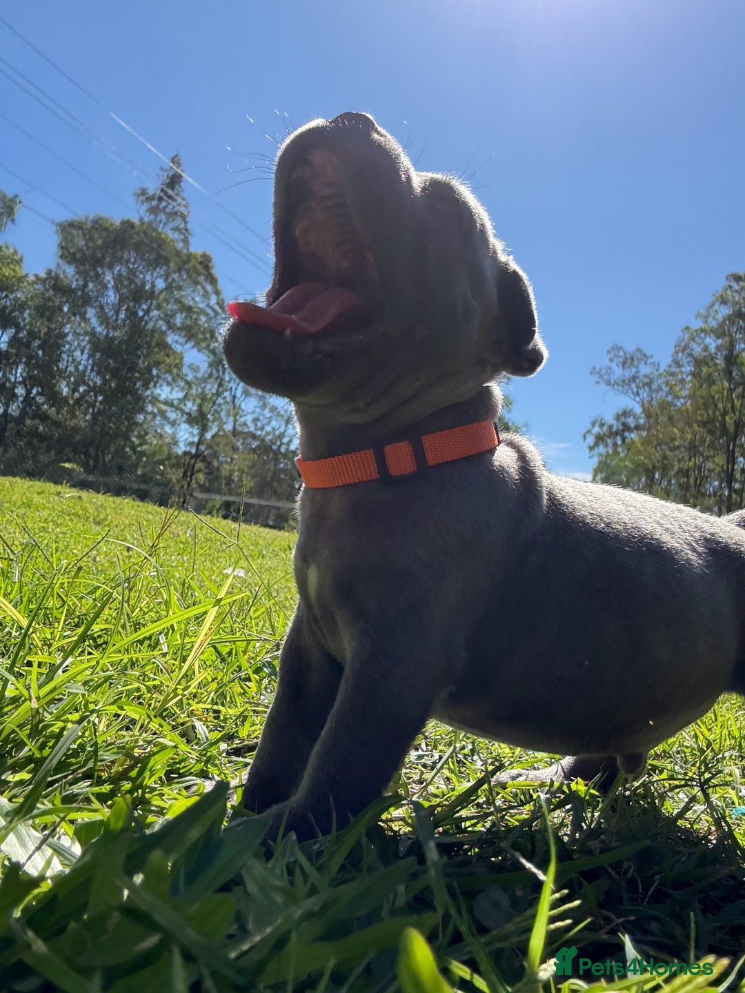 Staffordshire Bull Terrier dogs for sale: Staffordshire Bull Terrier puppies or sale - Advert 4