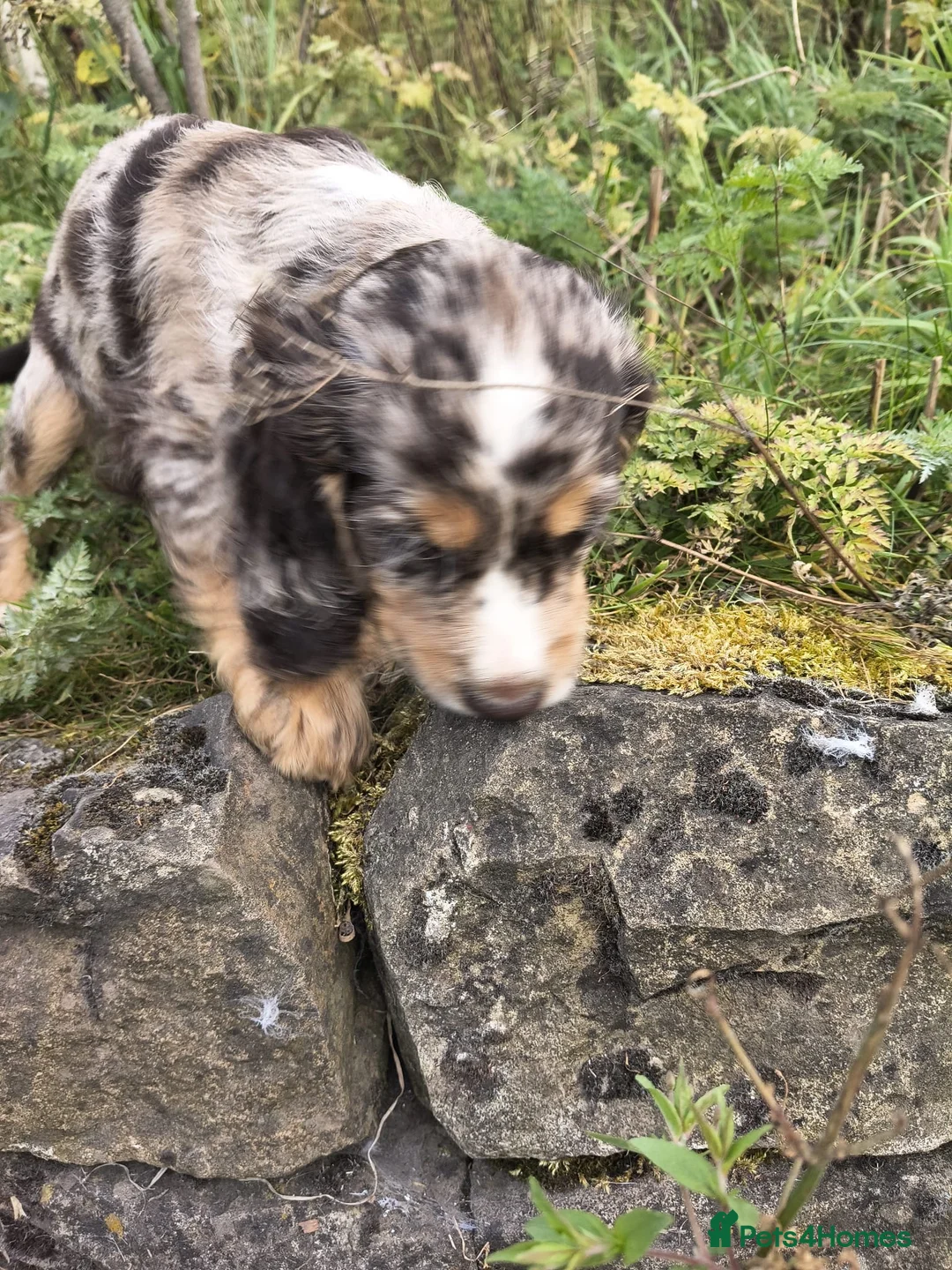 Cocker Spaniel dogs for sale: 2 cocker girls - Advert 27