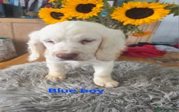 Clumber Spaniel dogs for sale: ***sold pending collection ***Clumber spaniel KC  - Image 6