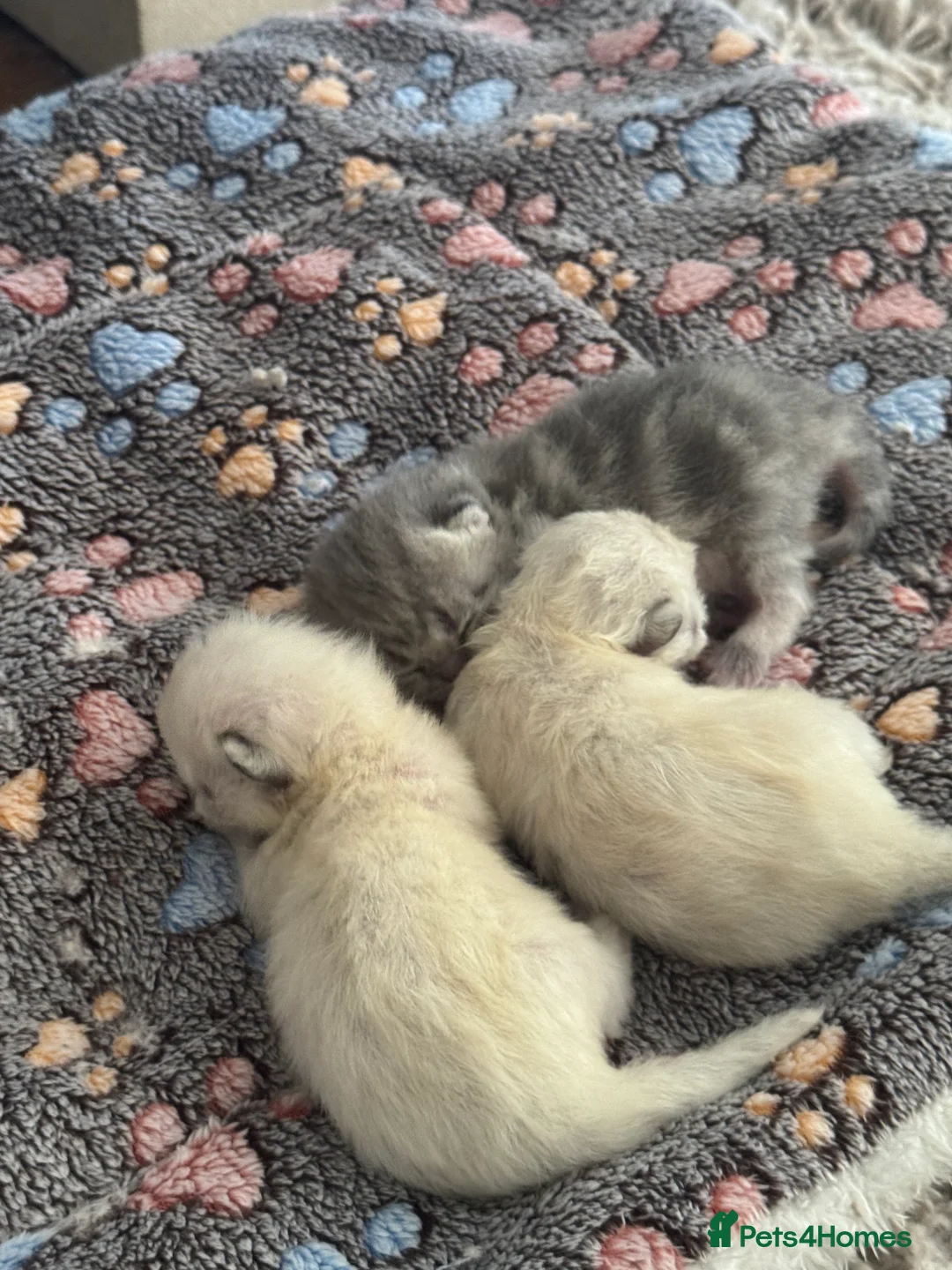 Mixed Breed cats for sale: Kittens for sale  - Advert 2