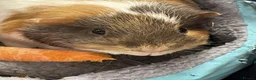 Guinea Pig rodents for sale: 2x Guinea Pig Boars for sale - Advert 1