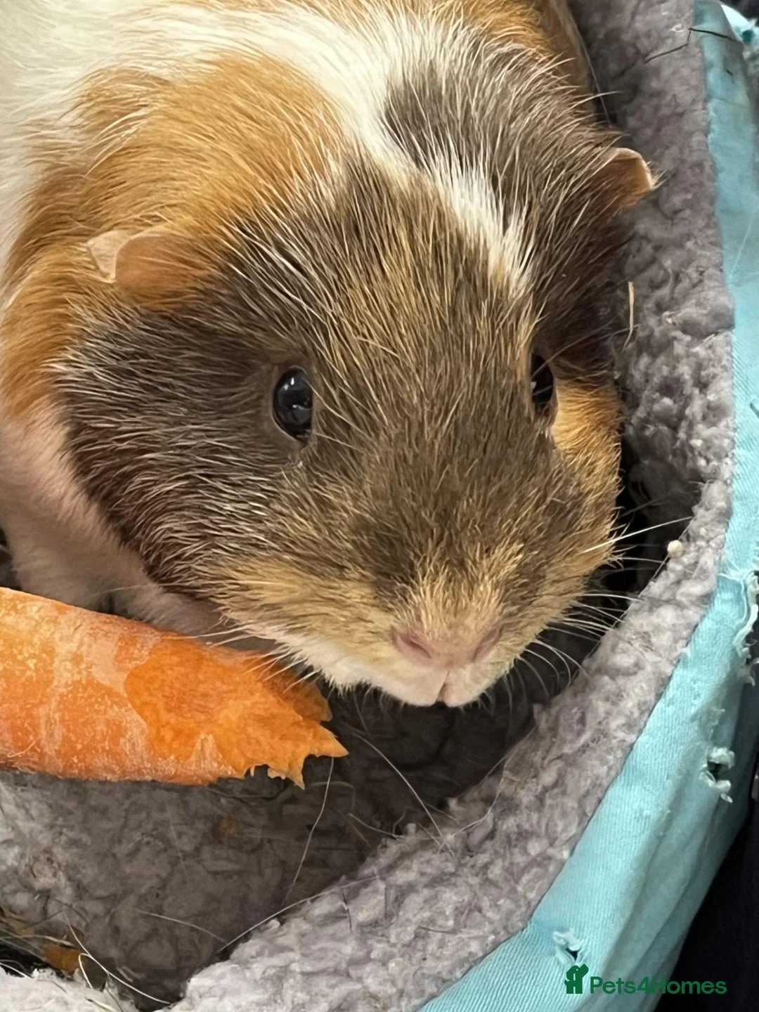 Guinea Pig rodents for sale: 2x Guinea Pig Boars for sale - Advert 1