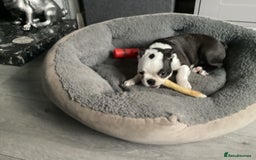 Boston Terrier dogs for sale: 9 BEAUTIFUL BOSTON TERRIER PUPPIES (2 GIRLS LEFT) - Image 2
