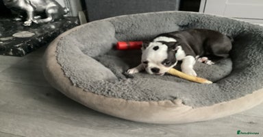 Boston Terrier dogs - Advert 6