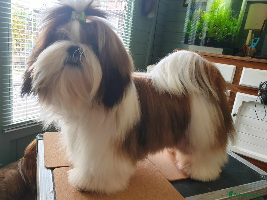 Shih Tzu dogs for stud: Balkan Grand Champion Sired Shih Tzu for Stud. in Dukinfield - Image 5
