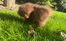 Pomeranian dogs for sale: 🧸🌈 Genuine Teddy Bear Poms Rainbow litter 🌈🧸 - Image 10