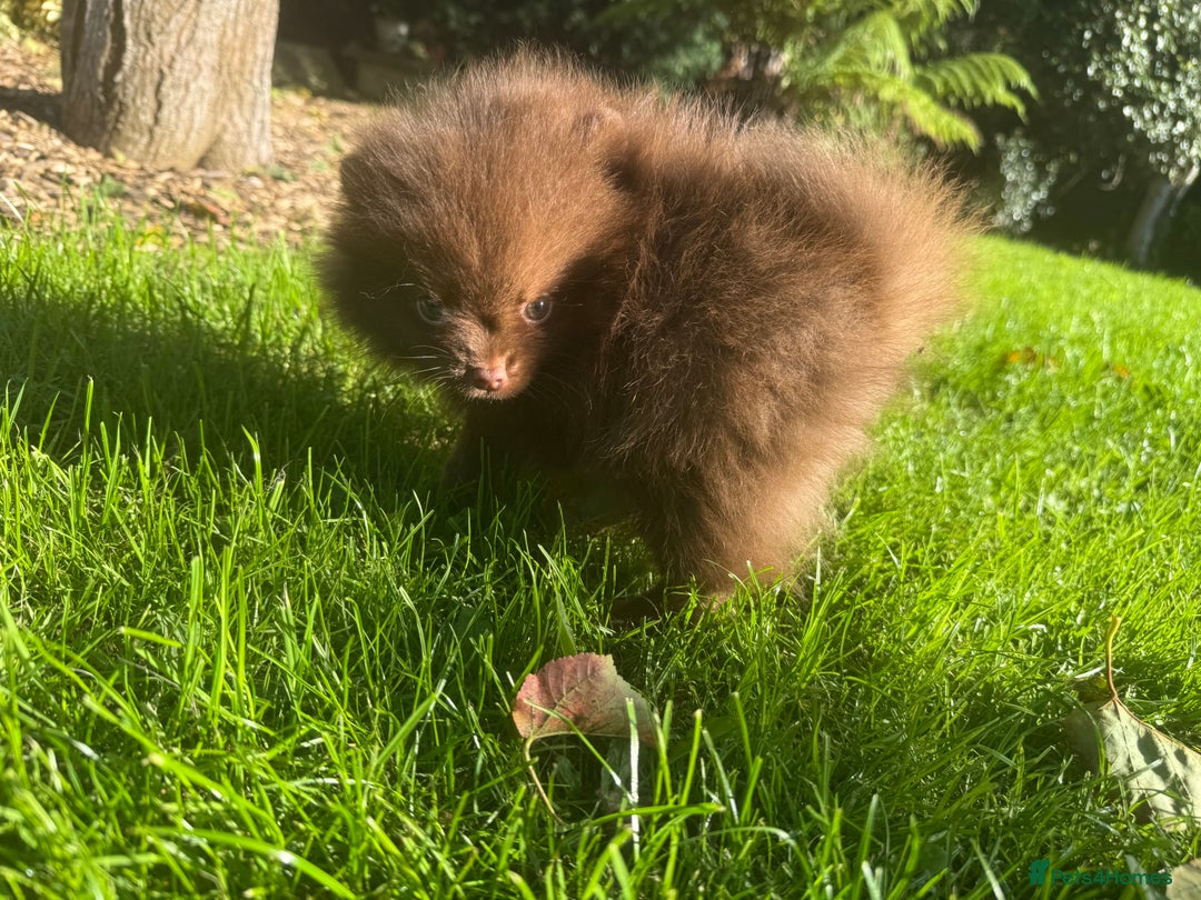 Pomeranian dogs for sale: 🧸🌈 Genuine Teddy Bear Poms Rainbow litter 🌈🧸 - Image 10