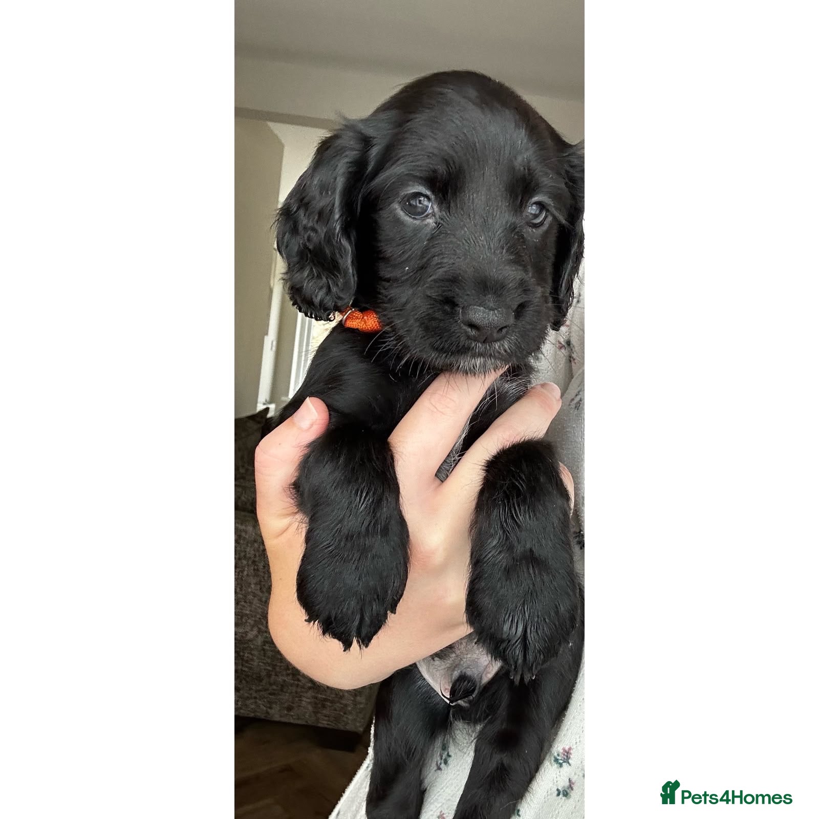 Cocker Spaniel dogs 2 Working Cocker Spaniel ready soon  - Advert 13