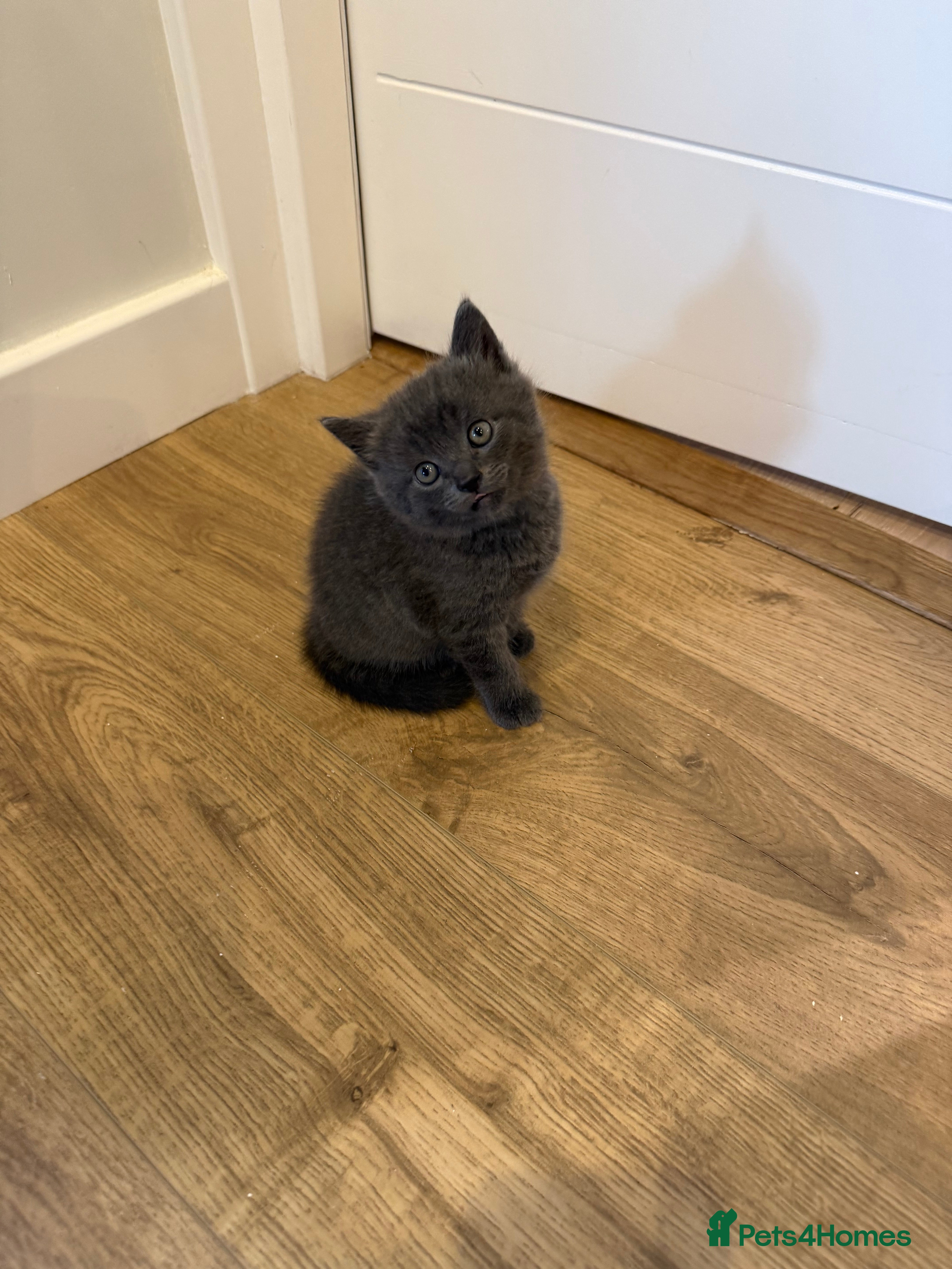British Shorthair cats Beautiful mixed breed kittens  - Advert 2