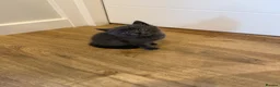 British Shorthair cats for sale: Beautiful mixed breed kittens  - Advert 3