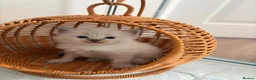 Ragdoll cats for sale: Ragdoll kittens  - Advert 3