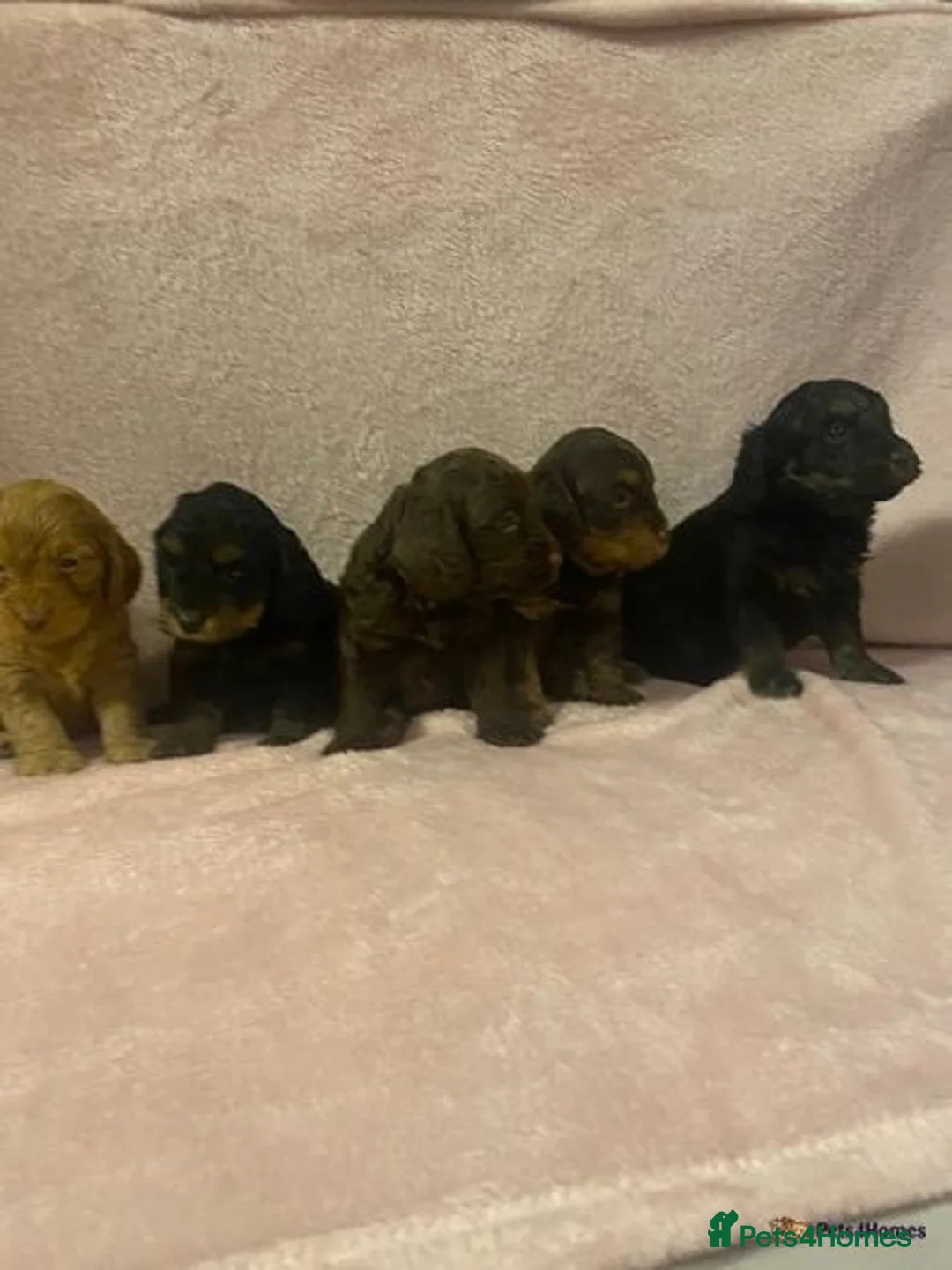 Toy Poodle dogs for stud: PRA Clear,Kc reg,proven toy poodle in Manchester - Image 7