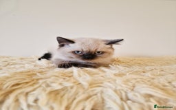 British Shorthair cats for sale: British Shorthair kittens  - Image 17