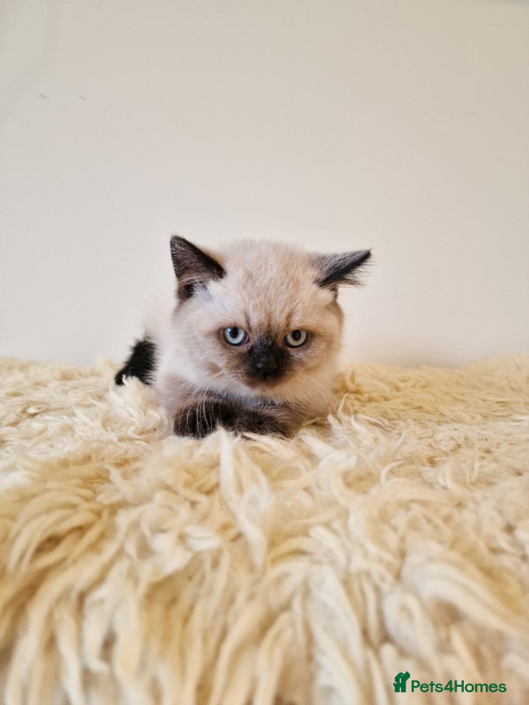 British Shorthair cats for sale: British Shorthair kittens  - Image 17