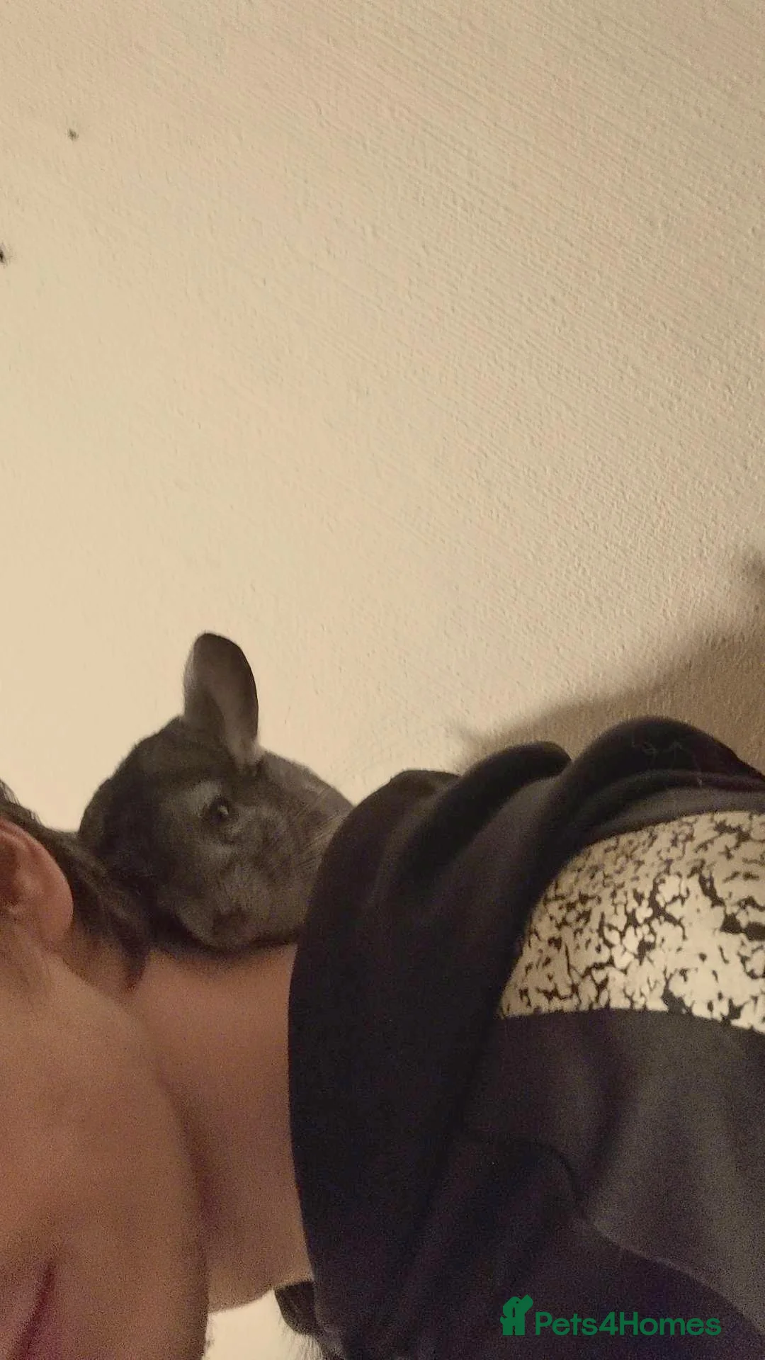 Chinchilla rodents for sale: Three Chinchilla Kits Looking for Loving Homes - Advert 8