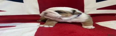 English Bulldog Girl Puppy 2
