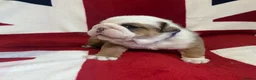 English Bulldog dogs for sale: 🏴󠁧󠁢󠁥󠁮󠁧󠁿 Best of British KC English Bulldogs in Ashington - Advert 8