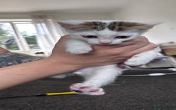 Mixed Breed cats for sale: 5 beautiful kittens looking for their forever home - Image 7