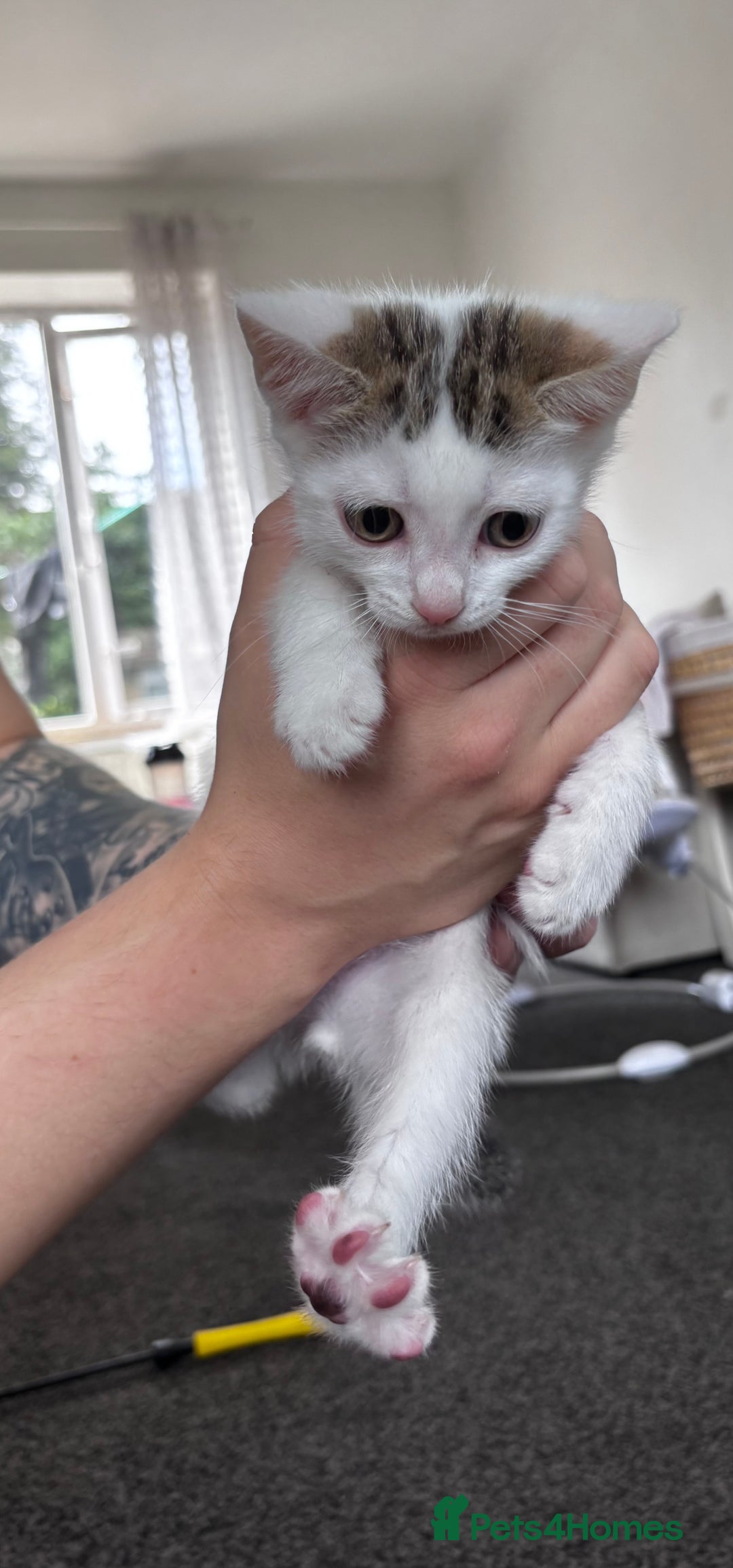 Mixed Breed cats for sale: 5 beautiful kittens looking for their forever home - Image 7