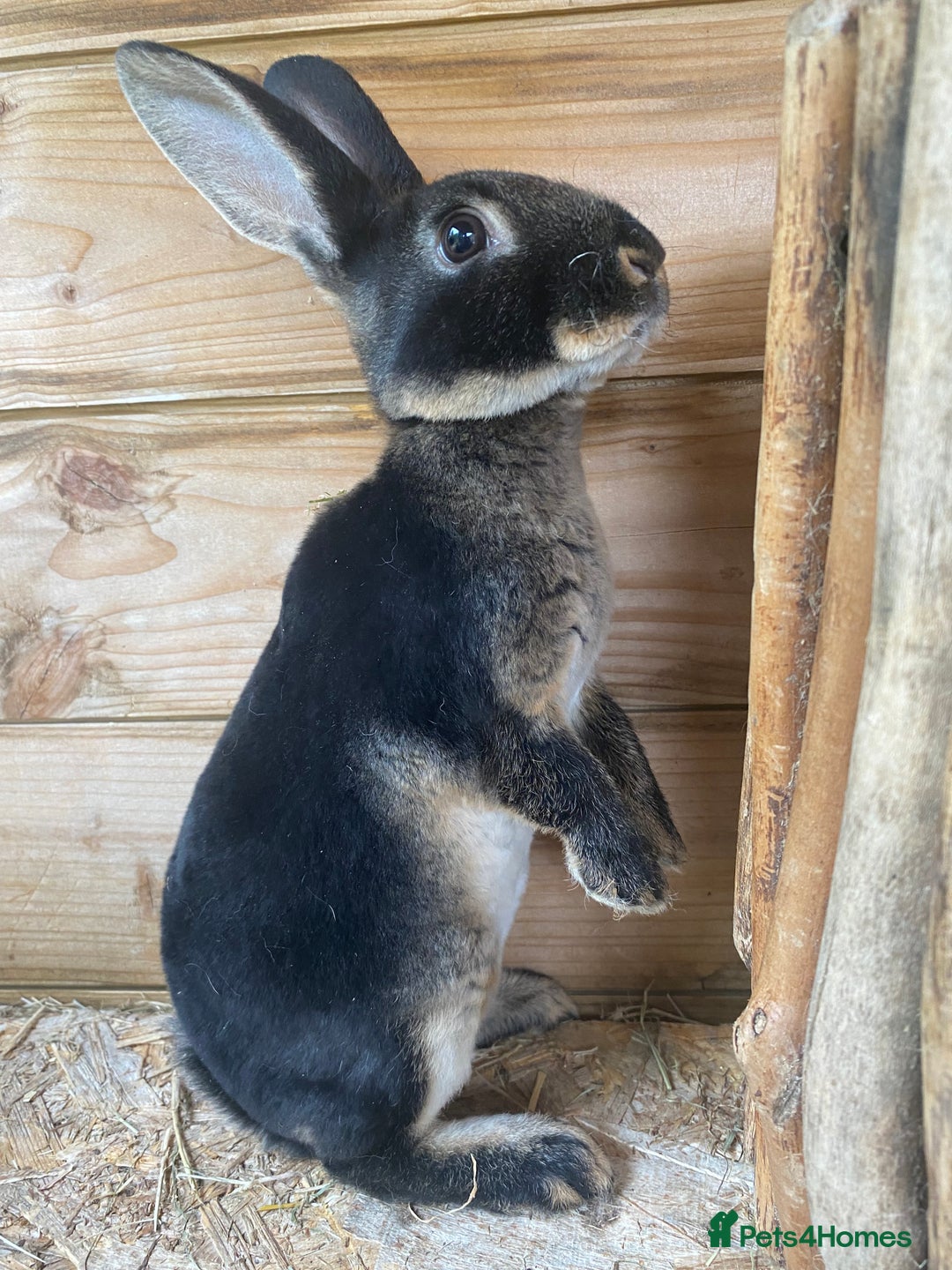 Rex rabbits for sale: Well Handled, Purebred Mini Rex Rabbits - Image 3