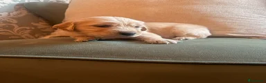 Golden Retriever 7