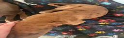 Mixed Breed dogs for sale: Beautiful puppy - Advert 6