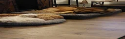 Leonberger dogs for sale: Spayed Leonberger for rehome - Advert 4