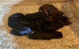 Mixed Breed dogs for sale: Gorgeous litter of 8 x F1 Sprocker Spaniels - Image 2