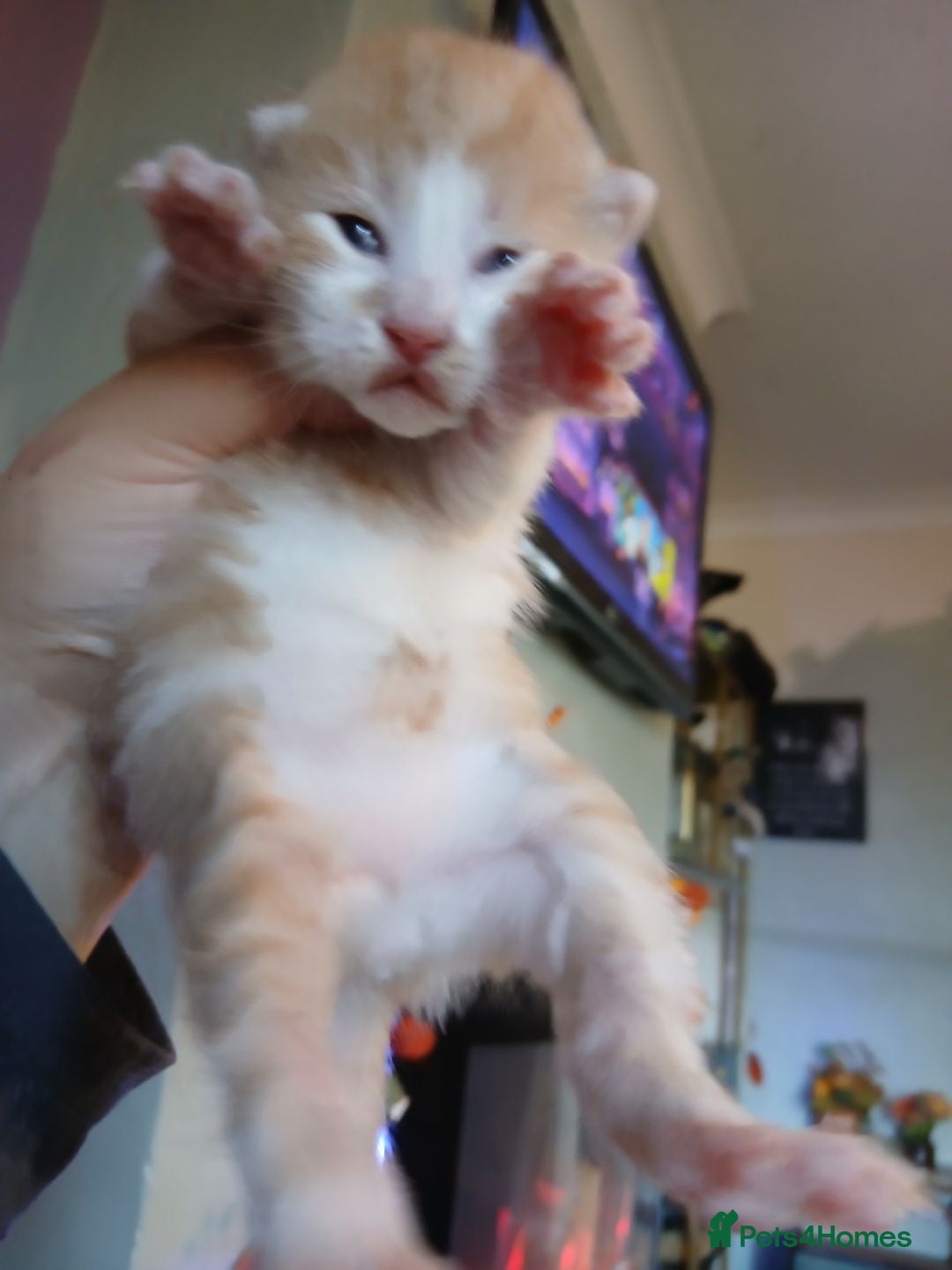 Turkish Angora cats for sale: Fluffy male kitten - Image 9
