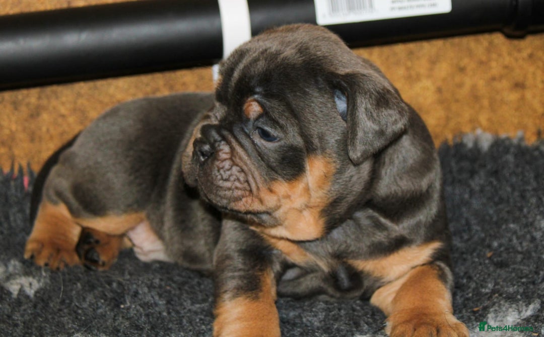 Olde English Bulldogge dogs for sale: Olde English bulldog puppies  - Advert 8