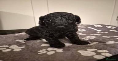 Toy Poodle dogs - Advert 11