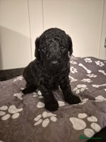 Toy Poodle dogs - Advert 11