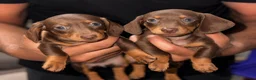 Miniature Dachshund dogs for sale: True miniature dachshund puppies  - Advert 2
