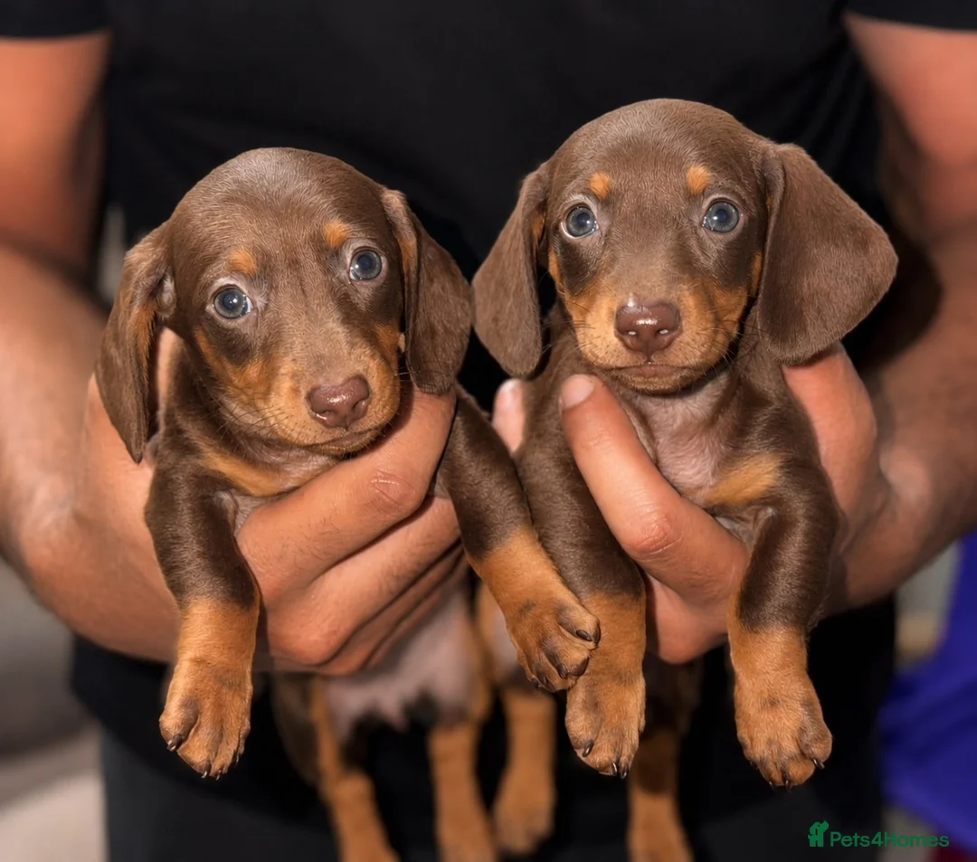 Miniature Dachshund dogs for sale: True miniature dachshund puppies  - Advert 2