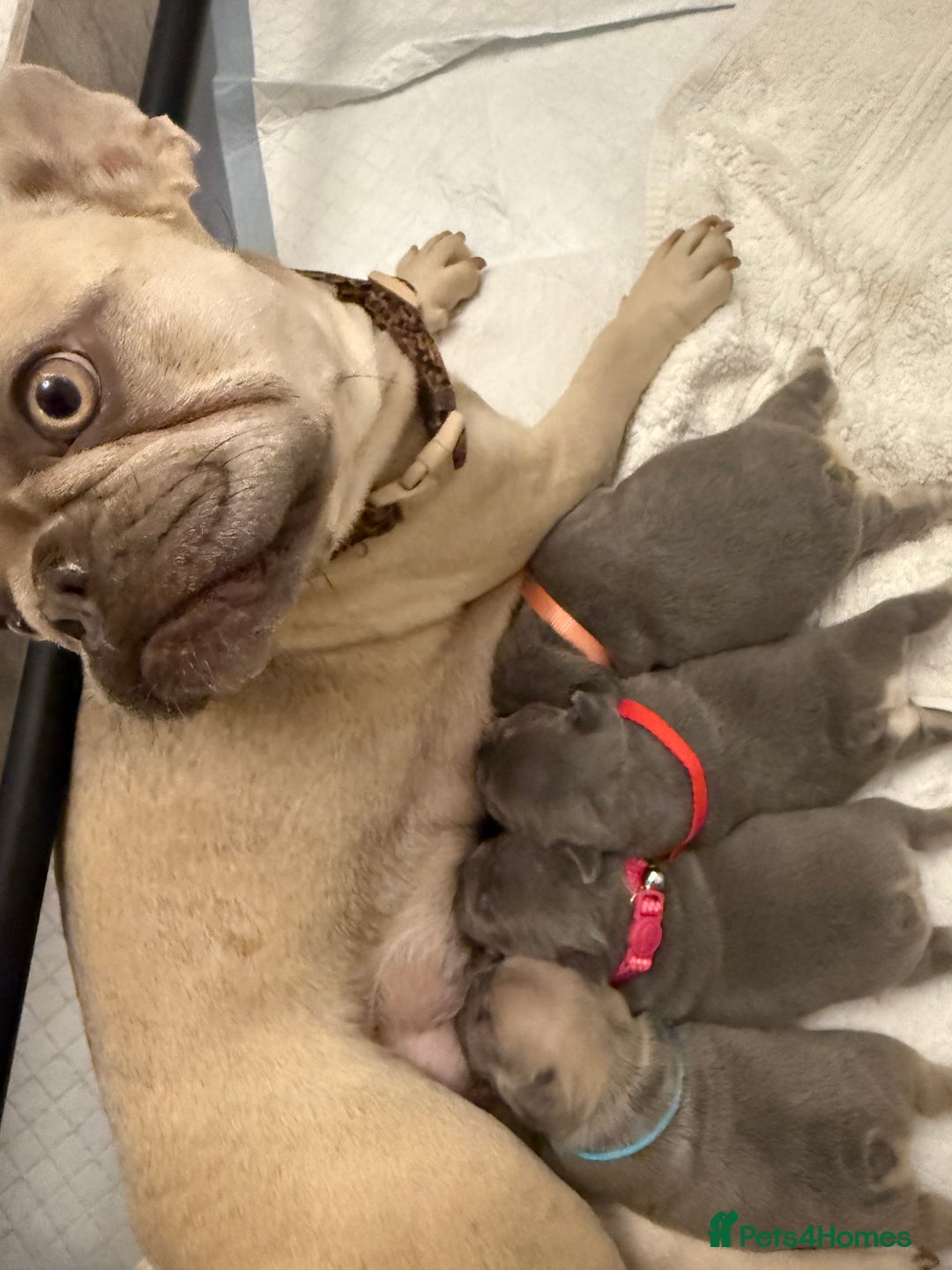 French Bulldog dogs for sale: French Bulldogs - Image 6
