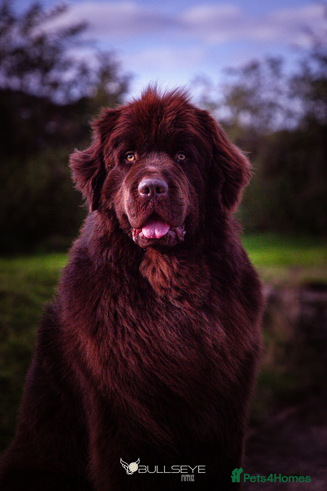 Newfoundland dogs for stud: KC Brown Newfoundland Stud - Advert 5