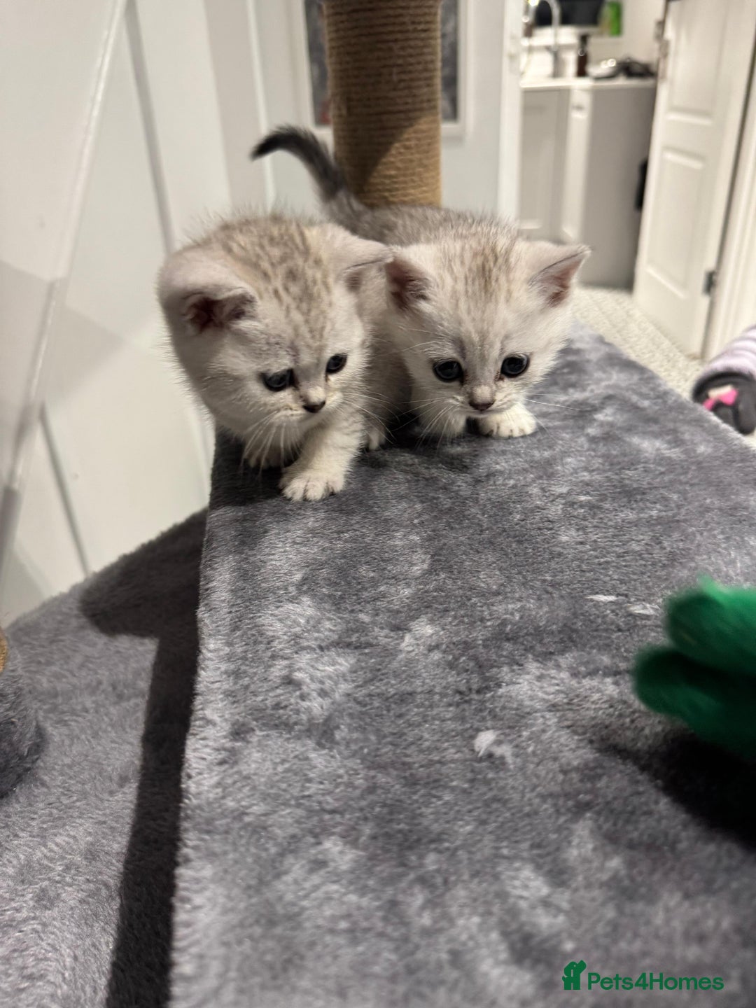 British Shorthair cats for sale: British Short Hair Kittens - Advert 4