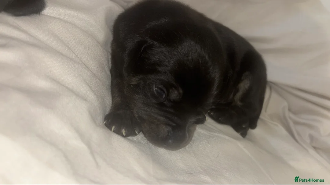 Cane Corso dogs for sale: 7 beautiful cane corso puppies  - Advert 17