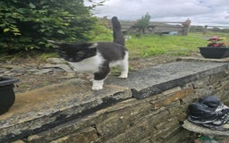 Mixed Breed cats for sale: FOR ******  - Image 1
