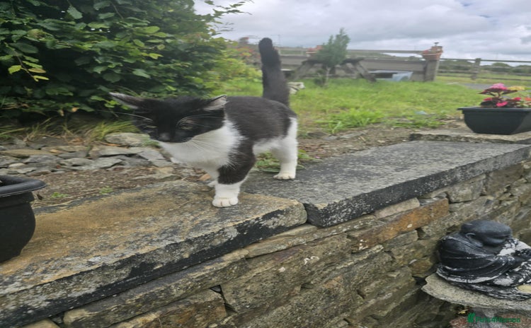 Mixed Breed cats - Advert 10
