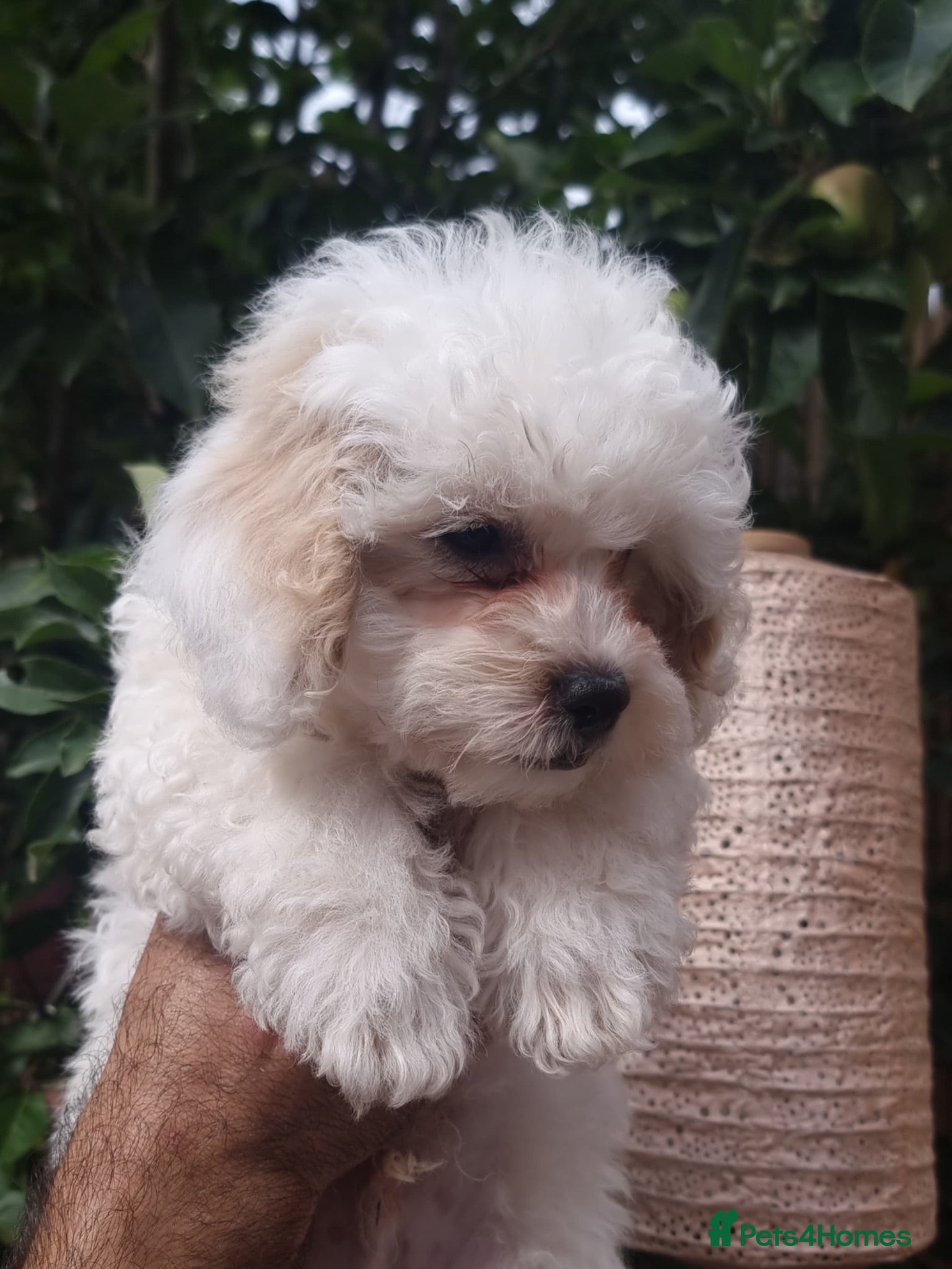 Shihpoo dogs ❤️ Stunning Shihpoo’s 🐶 ❤️ - Advert 8
