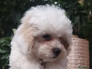 Shihpoo dogs ❤️ Stunning Shihpoo’s 🐶 ❤️ - Advert 16