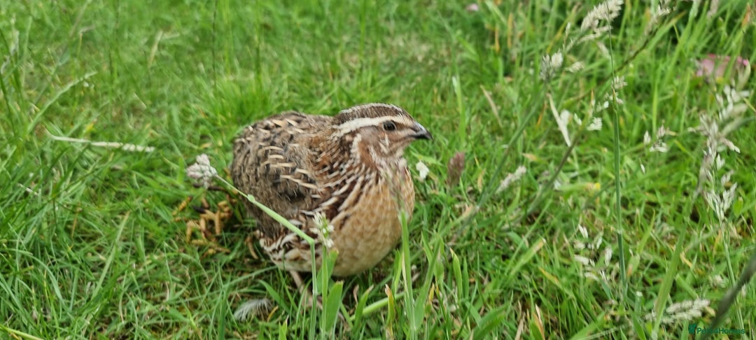 Quail poultry for sale: 🐣 Live Coturnix Jumbo Quail for Sale  in Birmingham - Image 9