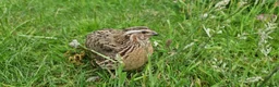 Quail poultry for sale: 🐣 Live Coturnix Jumbo Quail for Sale  in Birmingham - Advert 9