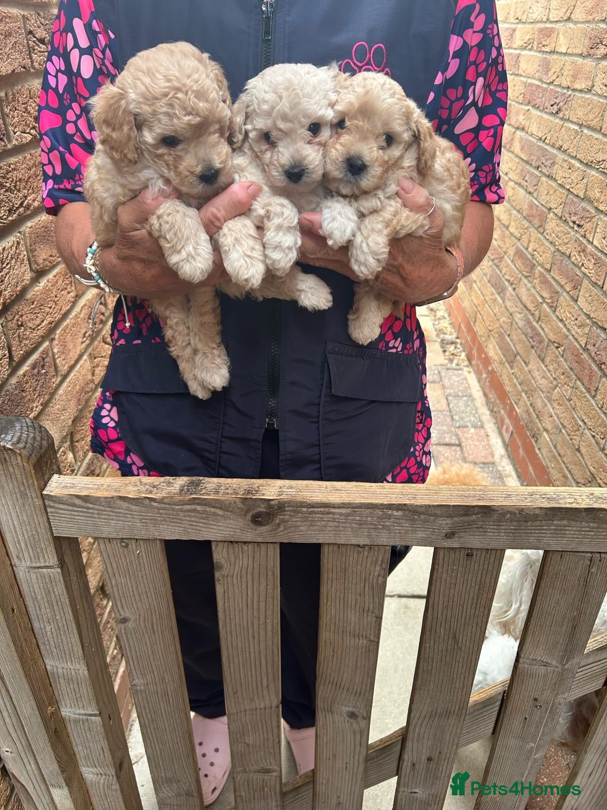 Toy Poodle dogs KC registered Toy Poodles - Advert 1