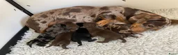 Miniature Dachshund dogs for sale: Miniature Dachshund Smooth Hair Girl KC PRA Clear - Advert 4
