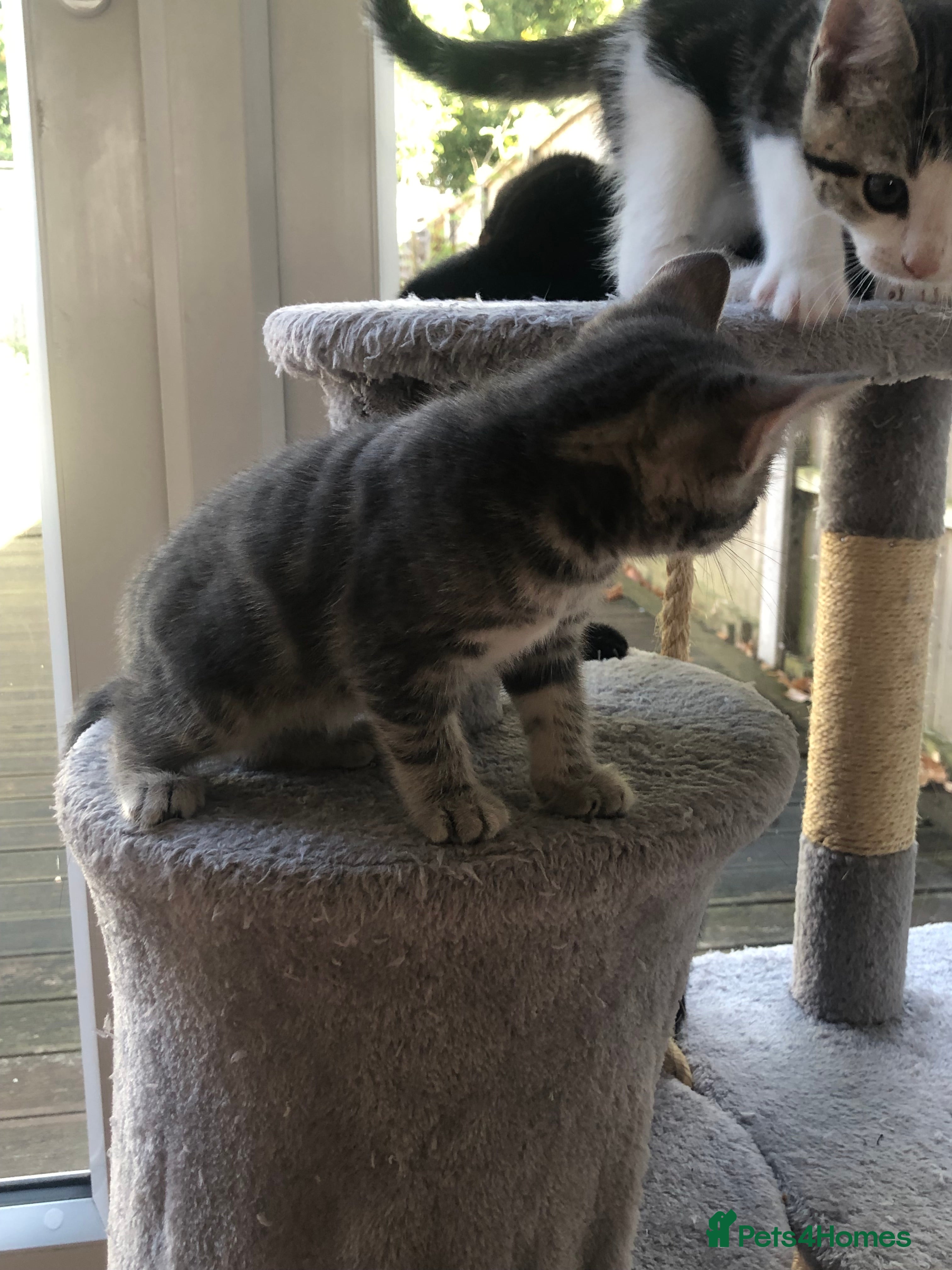 Mixed Breed cats Adorable and playful mixed-breed kittens for sale - Advert 2