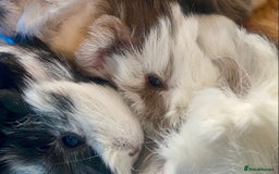 Guinea Pig rodents for sale: Baby guineas boys and girls available  - Image 8